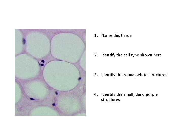 1. Name this tissue 2. Identify the cell type shown here 3. Identify the