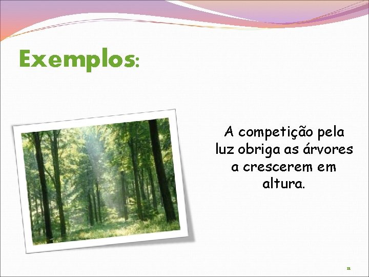 Exemplos: A competição pela luz obriga as árvores a crescerem em altura. 11 
