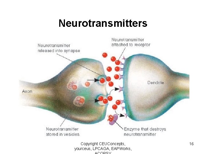 Neurotransmitters Copyright CEUConcepts, yourceus, LPCAGA, EAPWorks, 16 