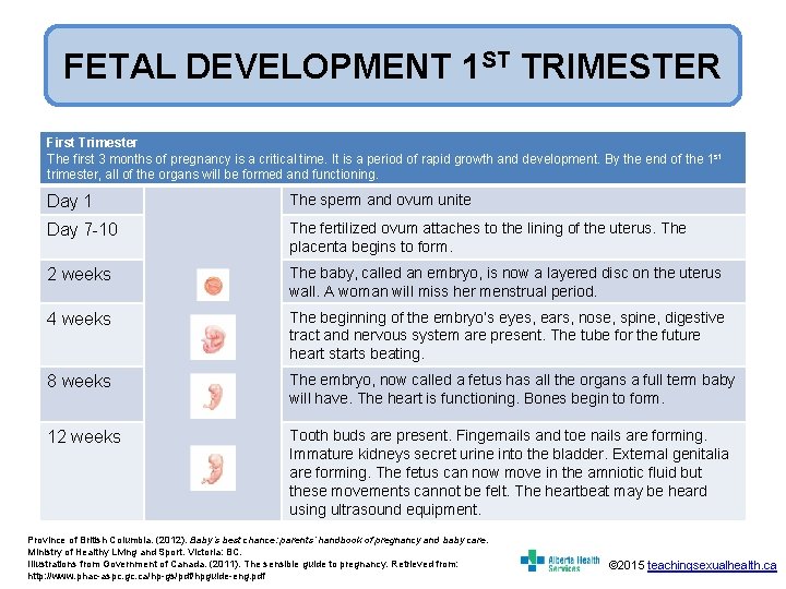 FETAL DEVELOPMENT 1 ST TRIMESTER First Trimester The first 3 months of pregnancy is