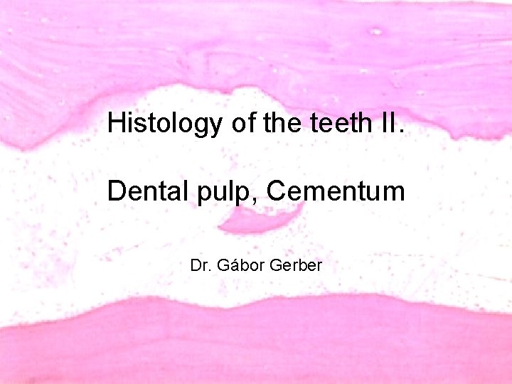 Histology of the teeth II. Dental pulp, Cementum Dr. Gábor Gerber 