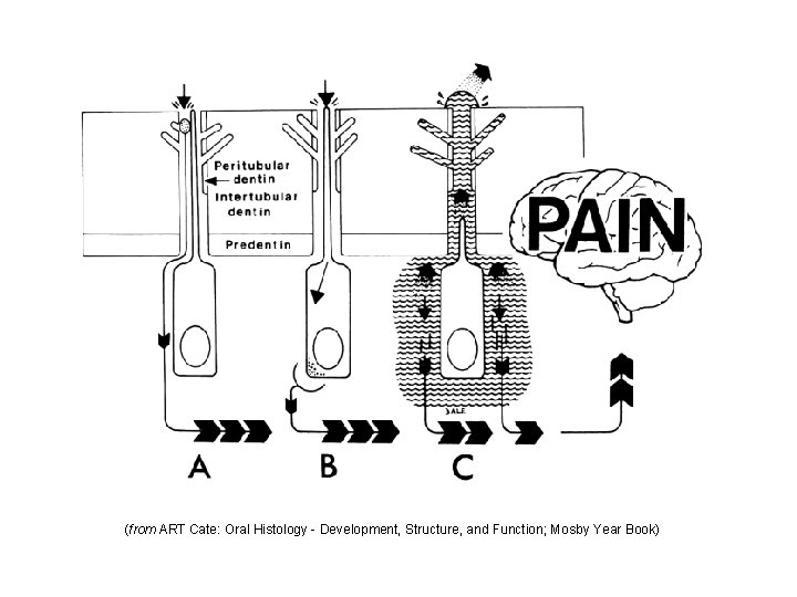 (from ART Cate: Oral Histology - Development, Structure, and Function; Mosby Year Book) 