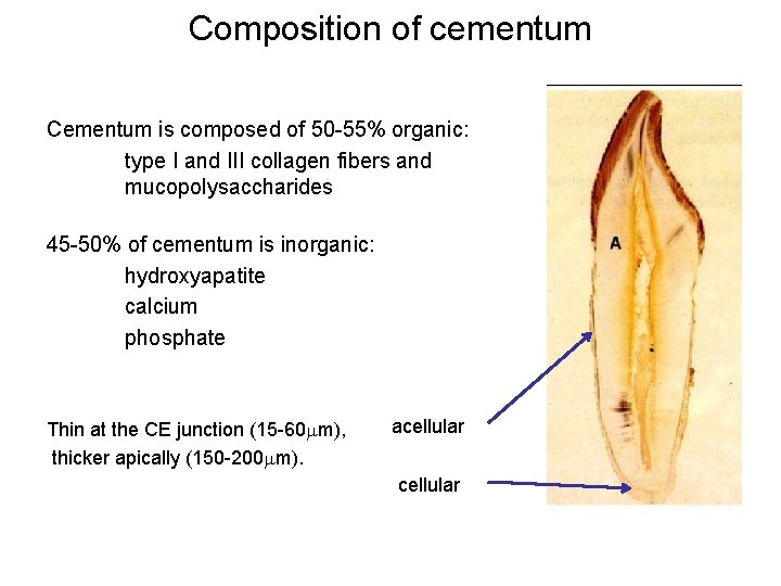 Composition of cementum Cementum is composed of 50 -55% organic: type I and III