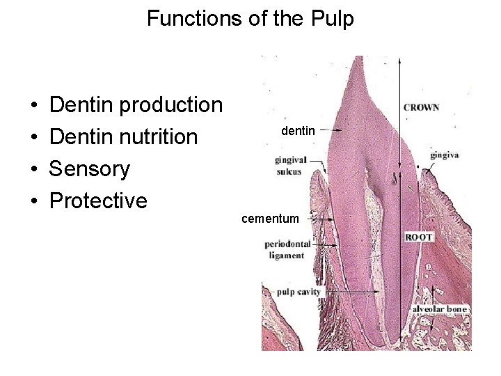 Functions of the Pulp • • Dentin production Dentin nutrition Sensory Protective dentin cementum