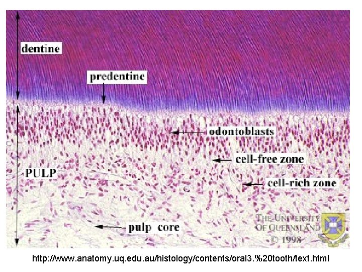 predentin odontoblasts Weil-zone, str. subodontoblasticum Cell-rich zone pulpa Central pulp http: //www. anatomy. uq.