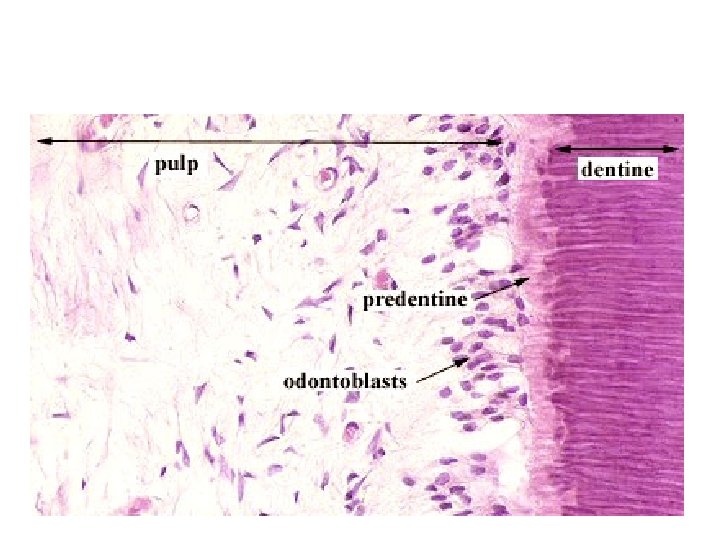 pulp dentin predentin odontoblasts 