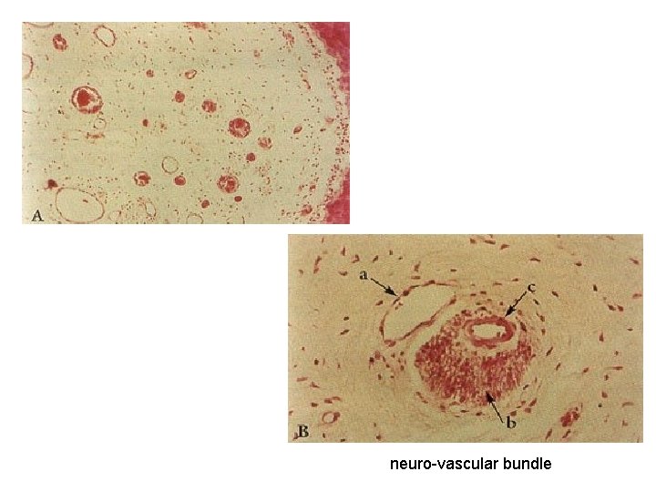 "neuro-vascular bundle". neuro-vascular bundle 