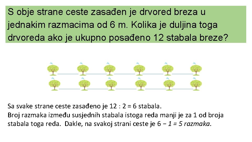 S obje strane ceste zasađen je drvored breza u jednakim razmacima od 6 m.