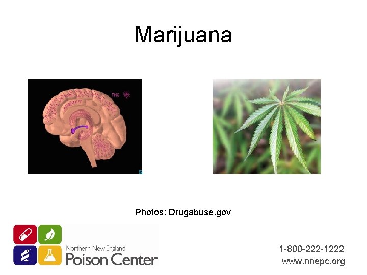 Marijuana Photos: Drugabuse. gov 1 -800 -222 -1222 www. nnepc. org 
