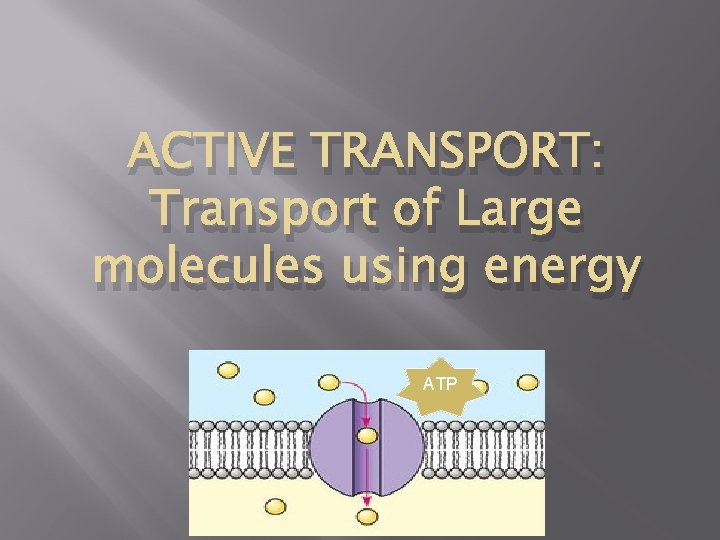 ACTIVE TRANSPORT: Transport of Large molecules using energy ATP 