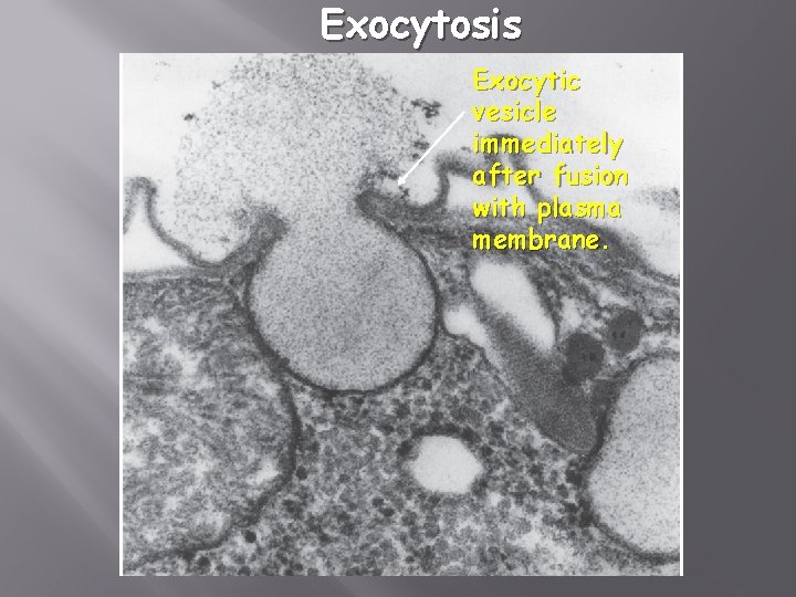 Exocytosis Exocytic vesicle immediately after fusion with plasma membrane. 