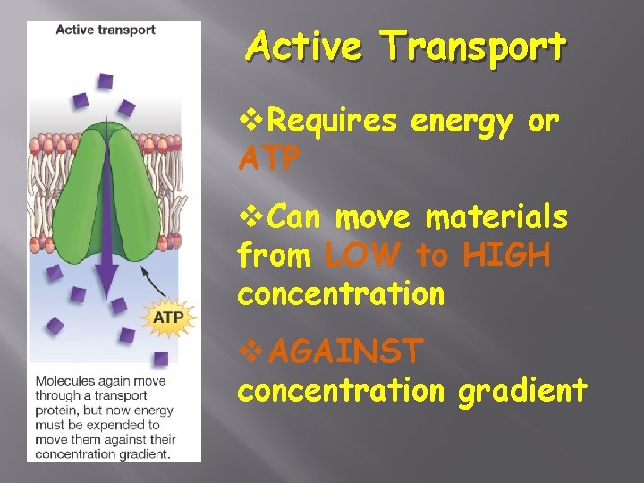 Active Transport v. Requires energy or ATP v. Can move materials from LOW to