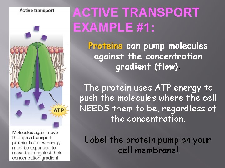 ACTIVE TRANSPORT EXAMPLE #1: Proteins can pump molecules against the concentration gradient (flow). The