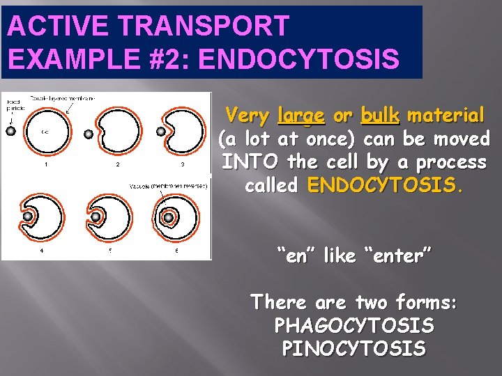 ACTIVE TRANSPORT EXAMPLE #2: ENDOCYTOSIS Very large or bulk material (a lot at once)