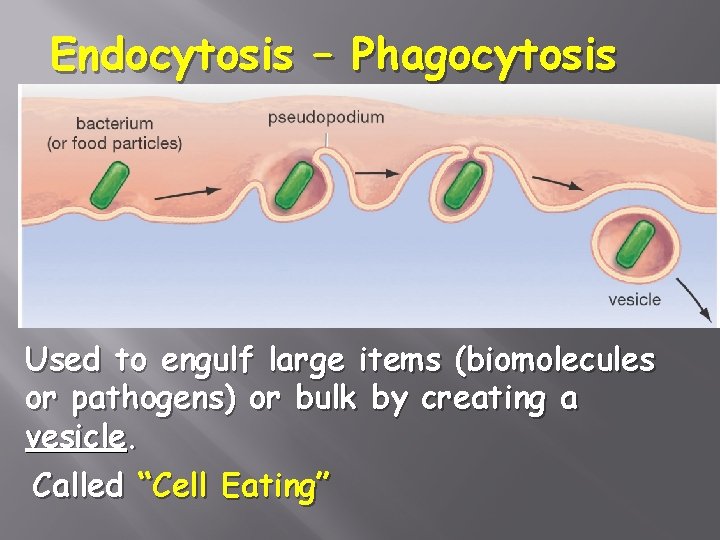 Endocytosis – Phagocytosis Used to engulf large items (biomolecules or pathogens) or bulk by