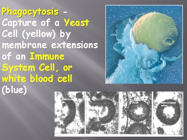 Phagocytosis Capture of a Yeast Cell (yellow) by membrane extensions of an Immune System