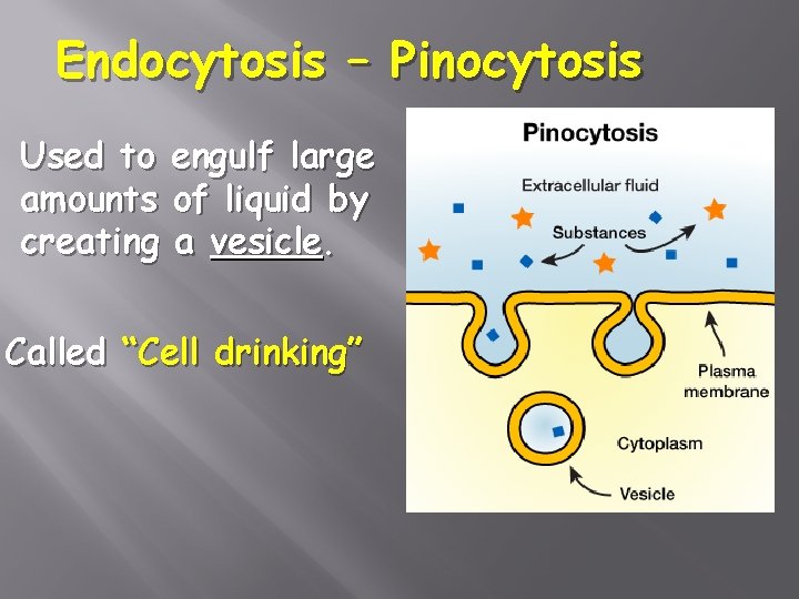 Endocytosis – Pinocytosis Used to engulf large amounts of liquid by creating a vesicle.