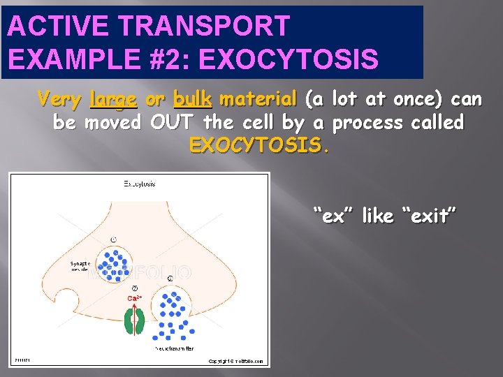 ACTIVE TRANSPORT EXAMPLE #2: EXOCYTOSIS Very large or bulk material (a lot at once)