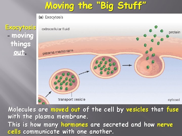 Moving the “Big Stuff” Exocytosis - moving things out. Molecules are moved out of