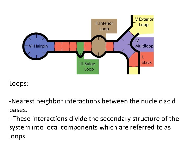 Loops: -Nearest neighbor interactions between the nucleic acid bases. - These interactions divide the