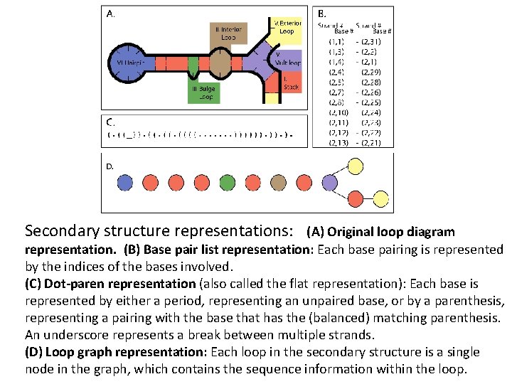 Secondary structure representations: (A) Original loop diagram representation. (B) Base pair list representation: Each