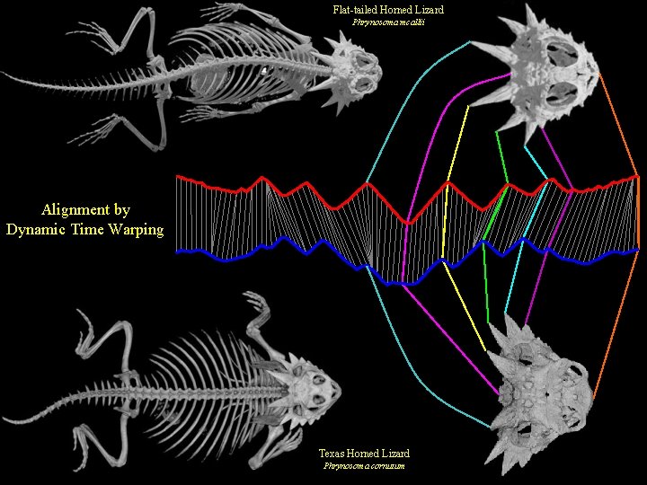 Flat-tailed Horned Lizard Phrynosoma mcallii Alignment by Dynamic Time Warping Texas Horned Lizard Phrynosoma