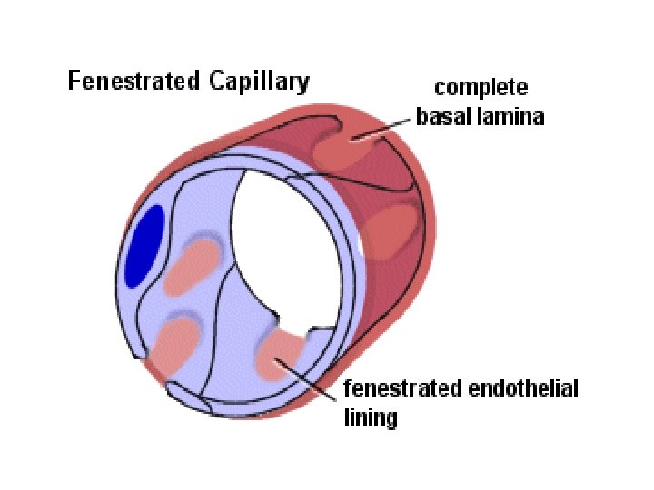 Capillaries Are very small vessels their diameter ranges