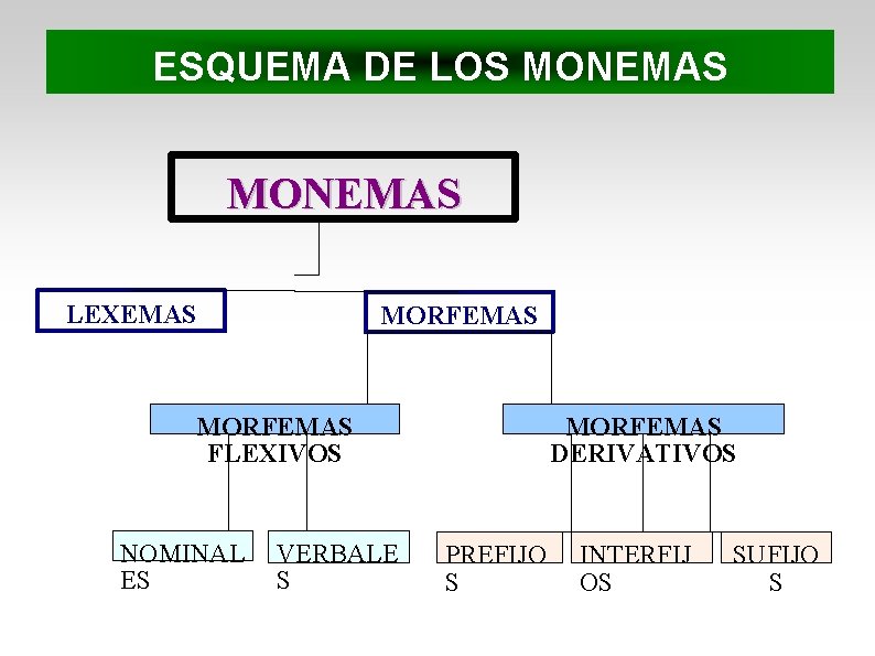 ESQUEMA DE LOS MONEMAS LEXEMAS MORFEMAS FLEXIVOS NOMINAL ES VERBALE S MORFEMAS DERIVATIVOS PREFIJO