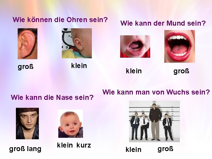 Wie können die Ohren sein? groß klein Wie kann die Nase sein? groß lang