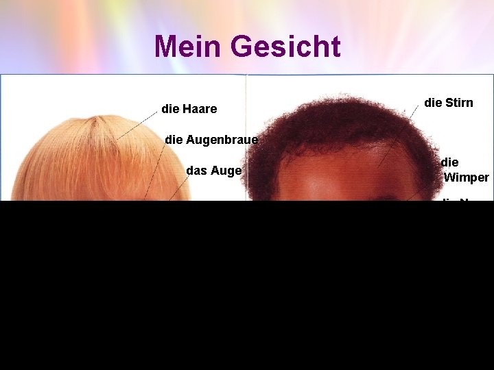 Mein Gesicht die Haare die Stirn die Augenbraue das Auge die Wimper die Nase