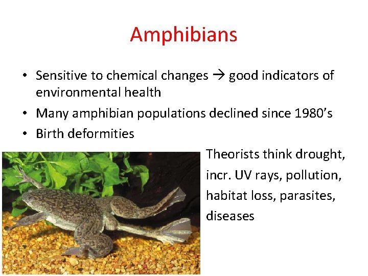 Amphibians • Sensitive to chemical changes good indicators of environmental health • Many amphibian Amphibians • Sensitive to chemical changes good indicators of environmental health • Many amphibian