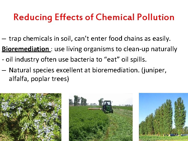 Reducing Effects of Chemical Pollution – trap chemicals in soil, can’t enter food chains Reducing Effects of Chemical Pollution – trap chemicals in soil, can’t enter food chains