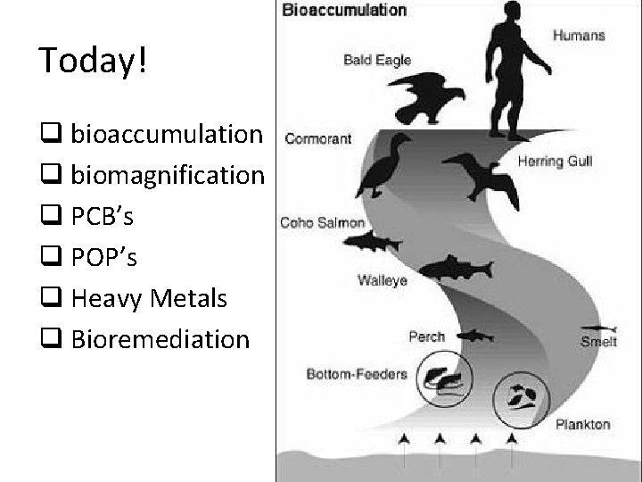 Today! q bioaccumulation q biomagnification q PCB’s q POP’s q Heavy Metals q Bioremediation Today! q bioaccumulation q biomagnification q PCB’s q POP’s q Heavy Metals q Bioremediation