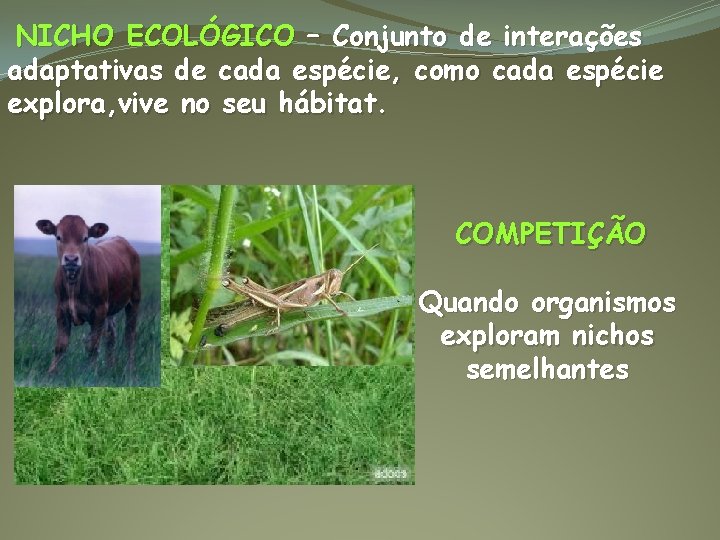 NICHO ECOLÓGICO – Conjunto de interações adaptativas de cada espécie, como cada espécie explora,
