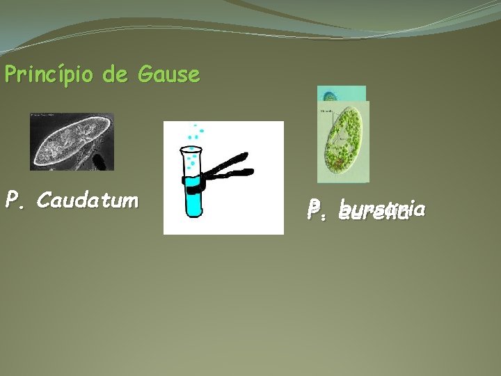 Princípio de Gause P. Caudatum P. aurelia P. bursaria 