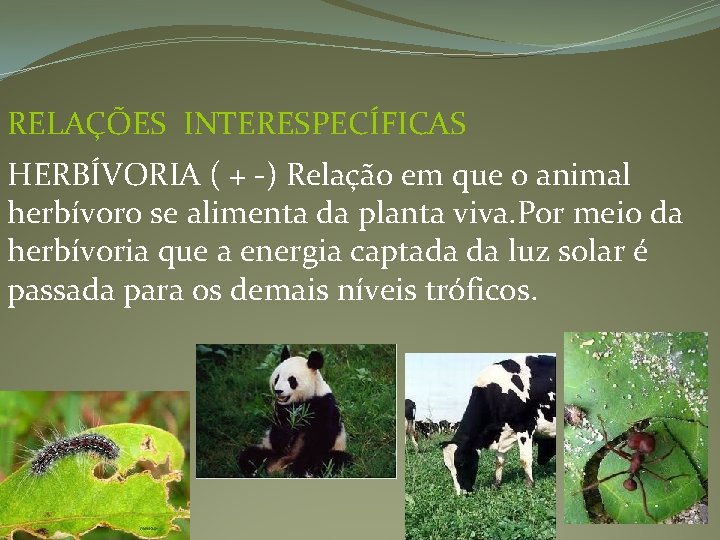 RELAÇÕES INTERESPECÍFICAS HERBÍVORIA ( + -) Relação em que o animal herbívoro se alimenta