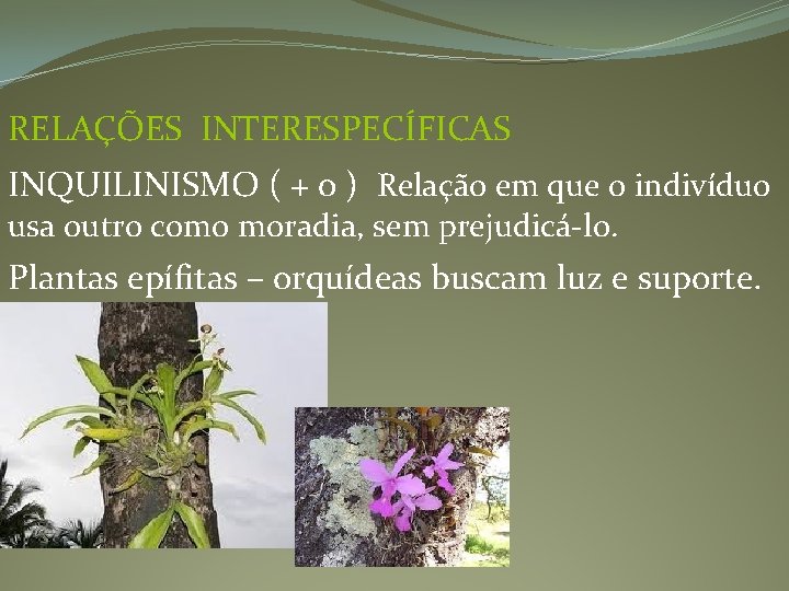 RELAÇÕES INTERESPECÍFICAS INQUILINISMO ( + 0 ) Relação em que o indivíduo usa outro