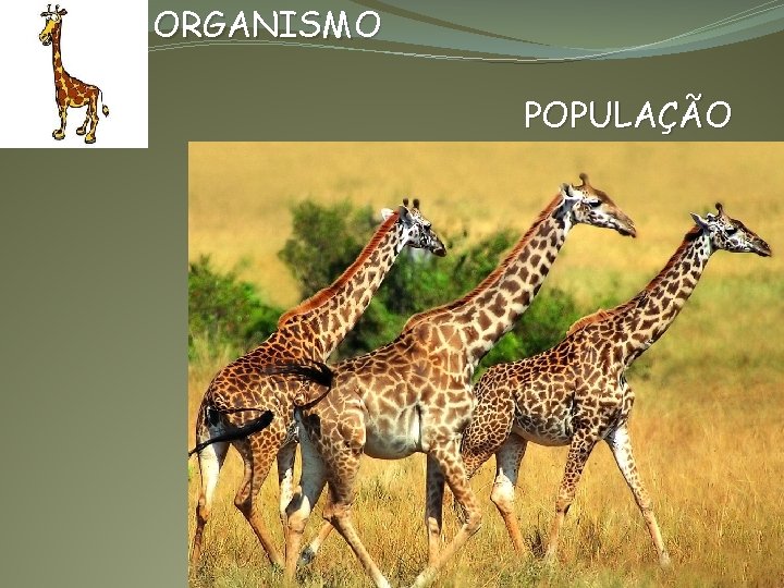 ORGANISMO POPULAÇÃO 