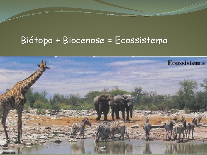 Biótopo + Biocenose = Ecossistema 