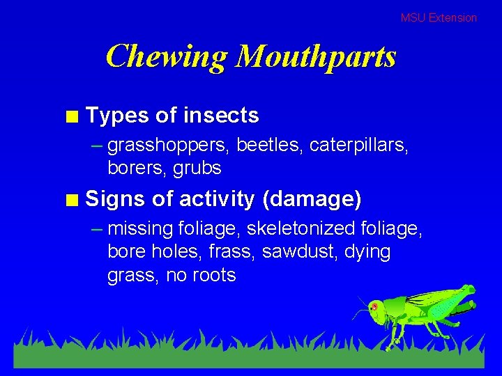 MSU Extension Chewing Mouthparts n Types of insects – grasshoppers, beetles, caterpillars, borers, grubs