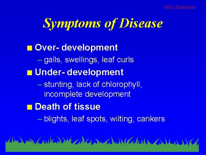MSU Extension Symptoms of Disease n Over- development – galls, swellings, leaf curls n