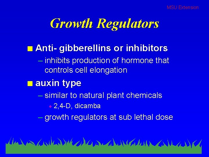 MSU Extension Growth Regulators n Anti- gibberellins or inhibitors – inhibits production of hormone