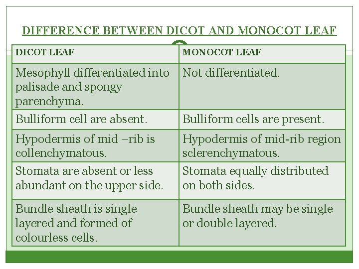 DIFFERENCE BETWEEN DICOT AND MONOCOT LEAF DICOT LEAF MONOCOT LEAF Mesophyll differentiated into palisade