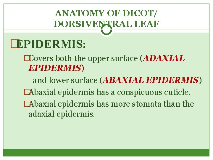 ANATOMY OF DICOT/ DORSIVENTRAL LEAF �EPIDERMIS: �Covers both the upper surface (ADAXIAL EPIDERMIS) and