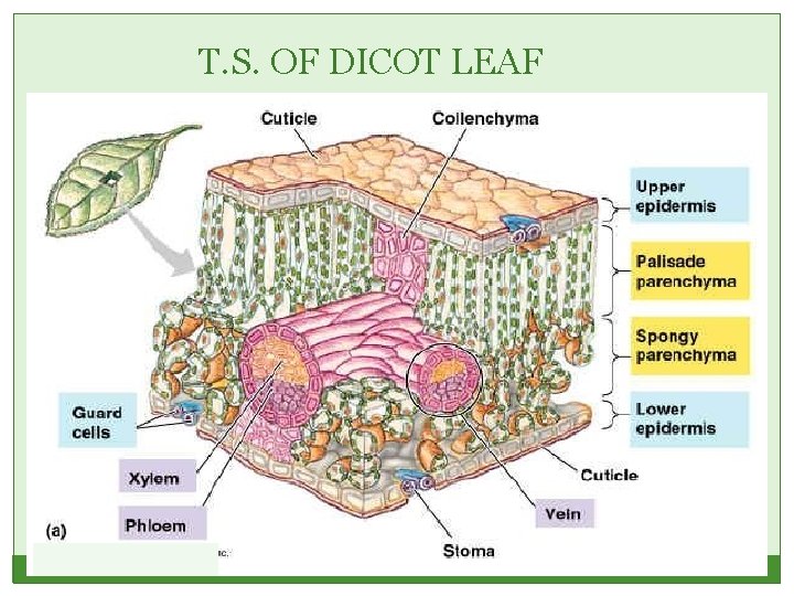 T. S. OF DICOT LEAF 