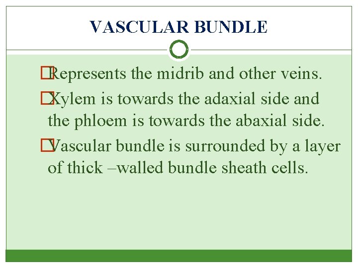 VASCULAR BUNDLE � Represents the midrib and other veins. � Xylem is towards the