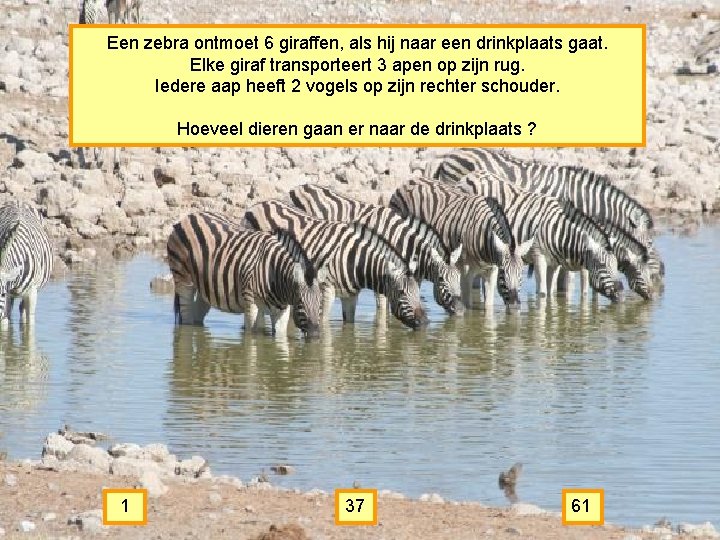 Een zebra ontmoet 6 giraffen, als hij naar een drinkplaats gaat. Elke giraf transporteert