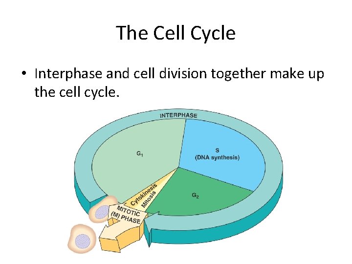 The Cell Cycle Section 2 4 BC Science