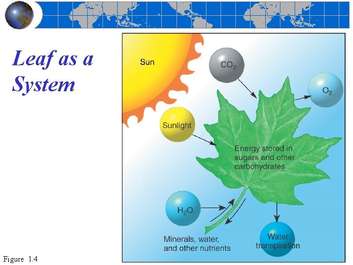 Leaf as a System Figure 1. 4 