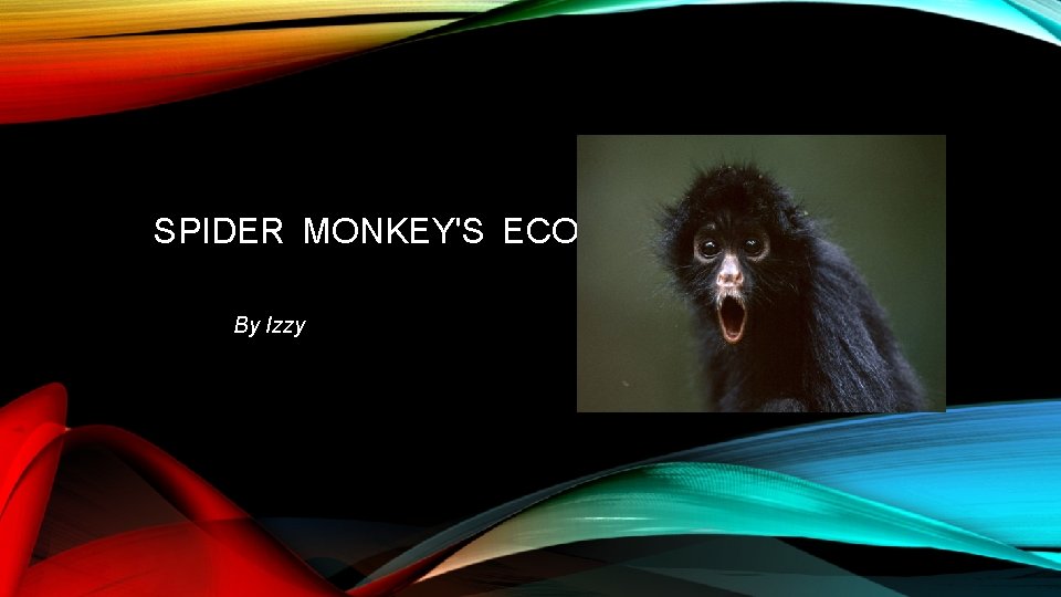 SPIDER MONKEY'S ECOSYSTEM By Izzy 